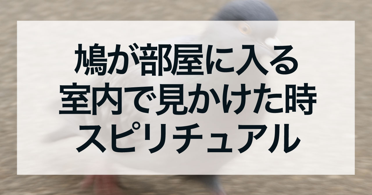 鳩が部屋に入る・室内で見かけた時のスピリチュアルな意味